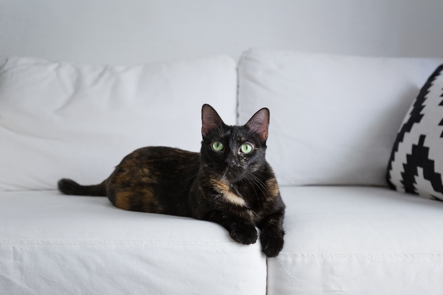 Modkat Flip Litter Box Review Apartment Therapy